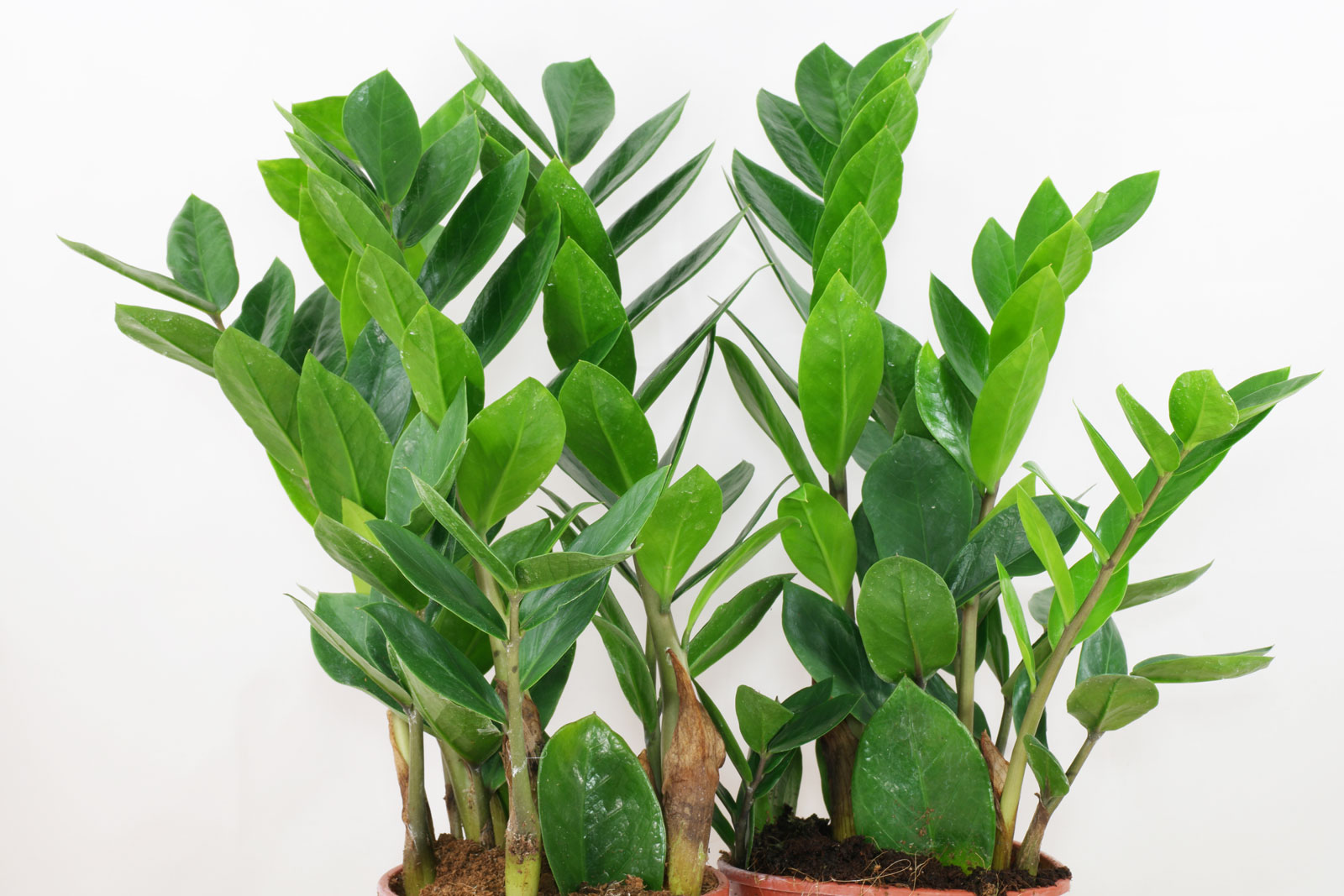 Zamioculcas Zamiifolia