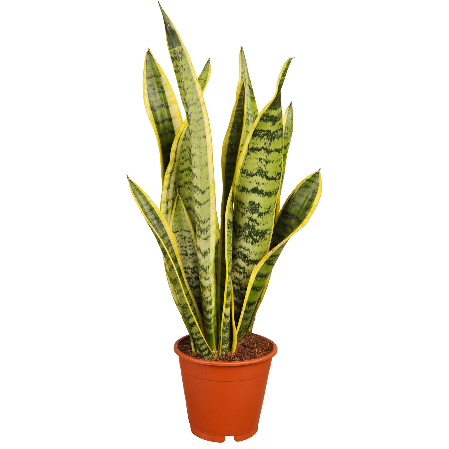 Sansevieria Trifasciata