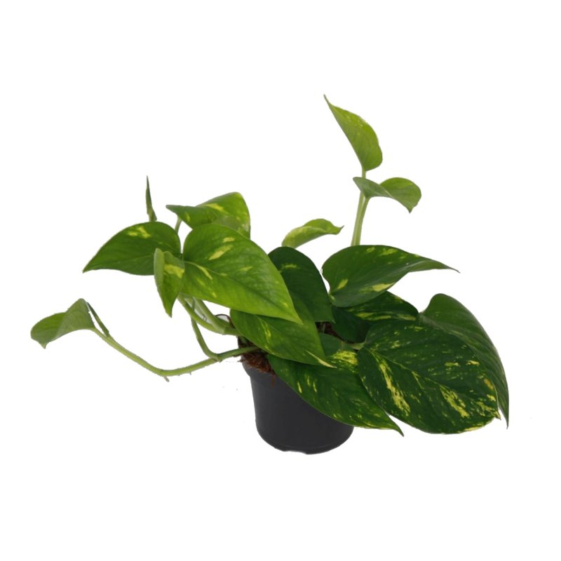 Epipremnum aureum