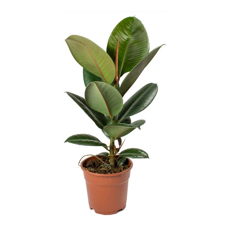 Ficus Elastica