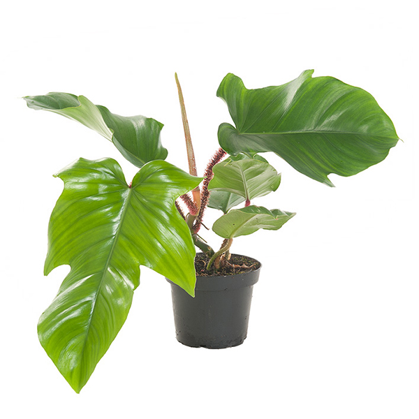 Philodendron Squamiferum